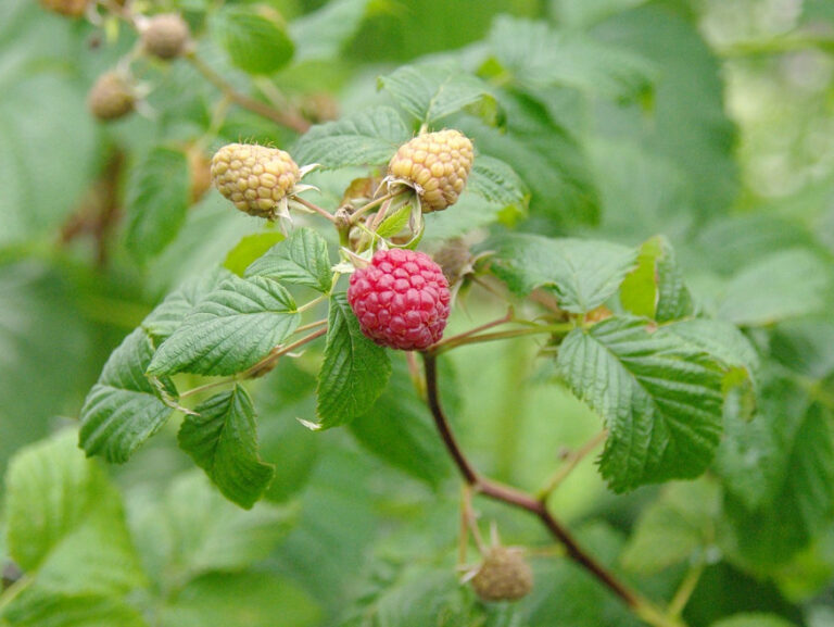 Pruning Raspberry Bushes A Guide For Seasonal Varieties Garden Guide