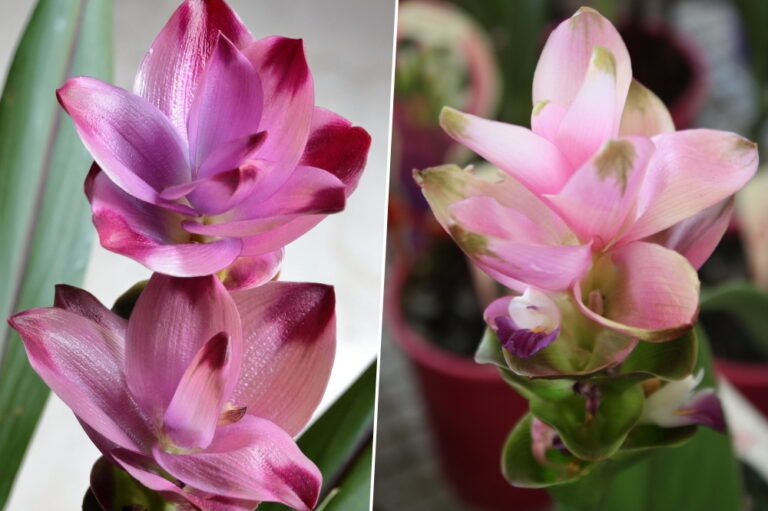 Bringing The Sunshine Indoors Growing Turmeric As A Houseplant