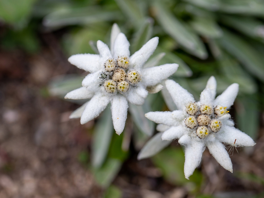 Introducing Edelweiss A Delicate Beauty For Your Rock Garden Garden