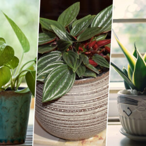 Indoor Plants for Low-Light Conditions