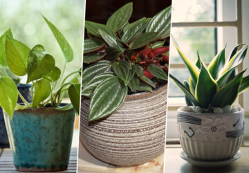 Indoor Plants for Low-Light Conditions