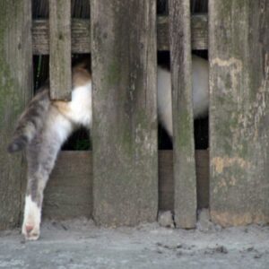 Keep Cats Out of Your Garden