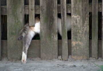 Keep Cats Out of Your Garden