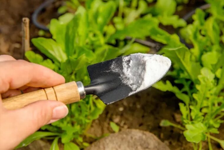 Gardening Practices Using Baking Soda
