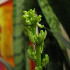 Mother-in-Law's Tongue in Bloom