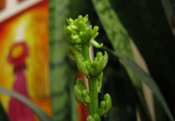 Mother-in-Law's Tongue in Bloom