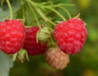 Pruning Raspberry Bushes