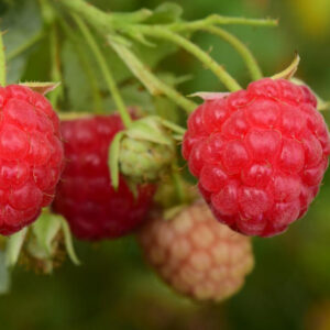 Pruning Raspberry Bushes