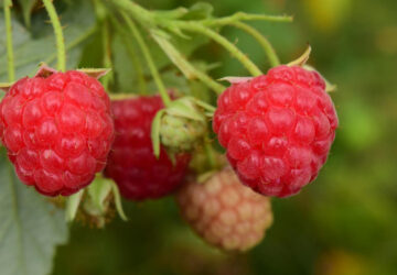 Pruning Raspberry Bushes