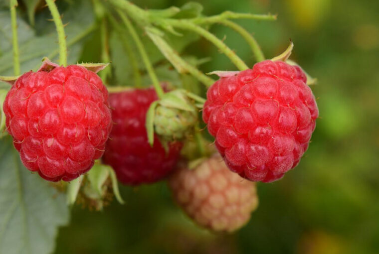 Pruning Raspberry Bushes