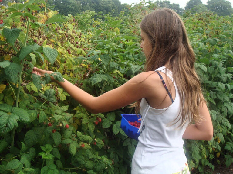 Pruning Raspberry Bushes A Guide for Seasonal Varieties Garden Guide