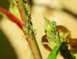Control Aphids in Your Garden