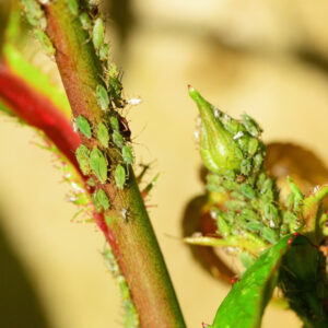 Control Aphids in Your Garden