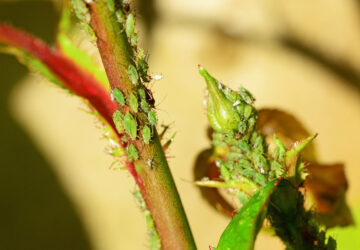 Control Aphids in Your Garden