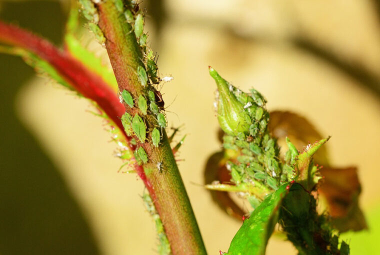 Control Aphids in Your Garden