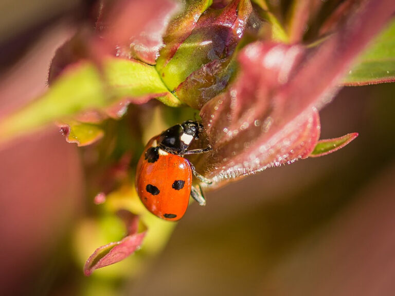 How To Naturally Control Aphids In Your Garden Garden Guide 6506