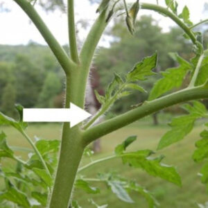 Maximizing Your Tomato Harvest