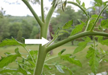 Maximizing Your Tomato Harvest