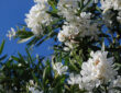 How to Prune Oleander