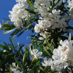 How to Prune Oleander