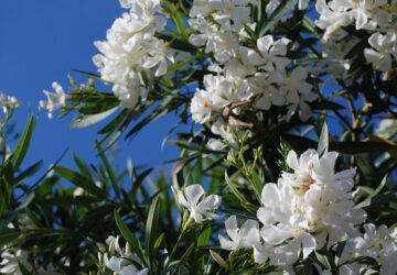 How to Prune Oleander