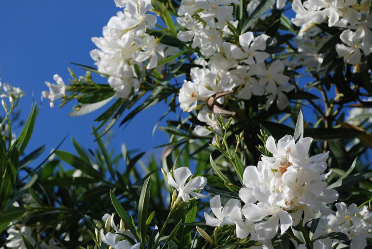 How to Prune Oleander