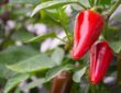 Overwintering Pepper Plants
