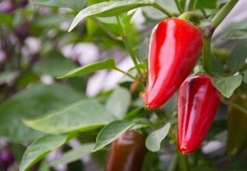 Overwintering Pepper Plants