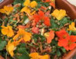 Make Pickled Nasturtium Buds and Seeds
