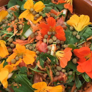 Make Pickled Nasturtium Buds and Seeds