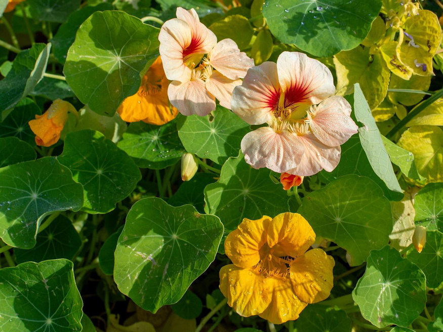 Make Pickled Nasturtium Buds and Seeds: A Garden-to-Table Delicacy ...