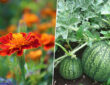 Companion Planting: 7 Perfect Pairings