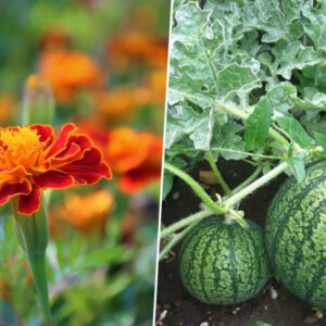 Companion Planting: 7 Perfect Pairings