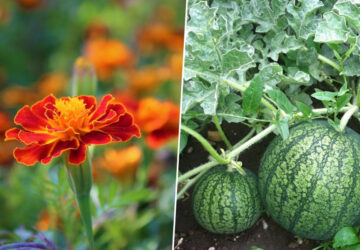 Companion Planting: 7 Perfect Pairings