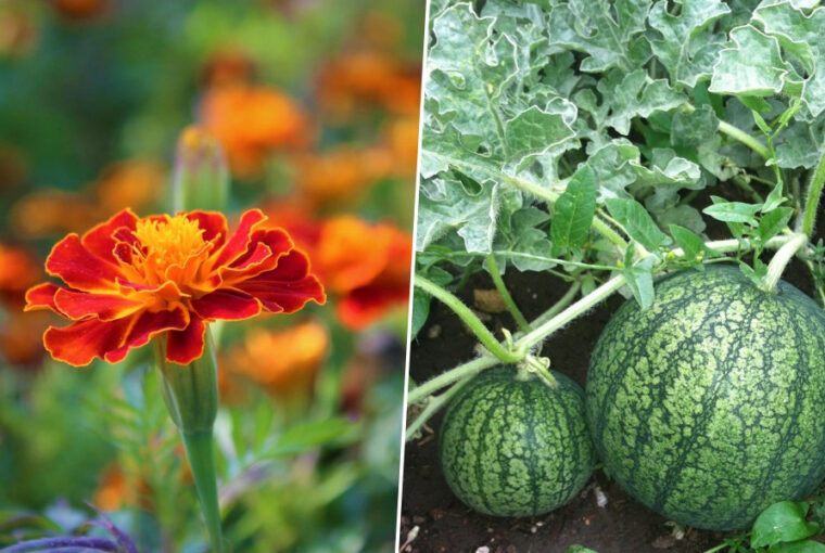 Companion Planting: 7 Perfect Pairings