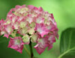 Tips for Achieving Beautiful Hydrangea Flowers