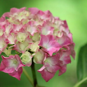 Tips for Achieving Beautiful Hydrangea Flowers