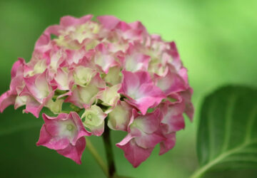 Tips for Achieving Beautiful Hydrangea Flowers