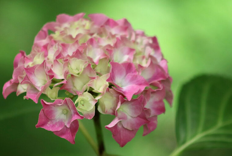 Tips for Achieving Beautiful Hydrangea Flowers