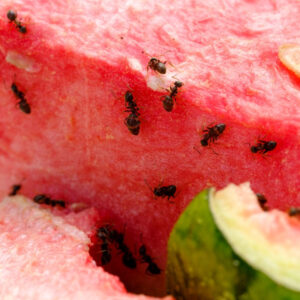 10 Tips for an Ant-Free Home and Garden