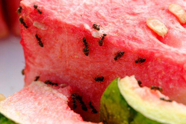 10 Tips for an Ant-Free Home and Garden