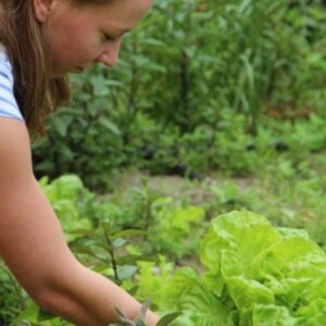 The Art of Plant Compatibility