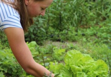 The Art of Plant Compatibility