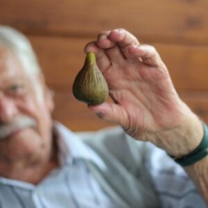 Ripe and Delicious Figs