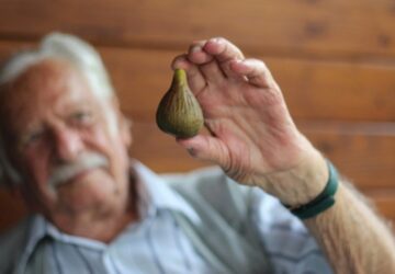 Ripe and Delicious Figs