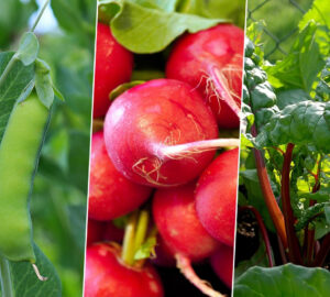 A Guide to 4 Easy-to-Grow Vegetables