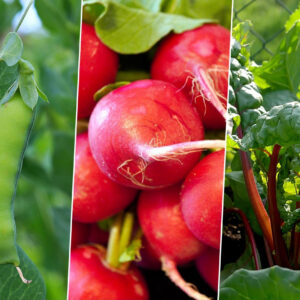 A Guide to 4 Easy-to-Grow Vegetables