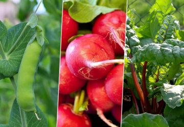 A Guide to 4 Easy-to-Grow Vegetables