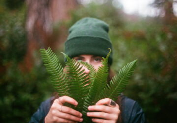 Adding Ferns to Your Garden