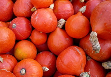 Hokkaido Pumpkin: A Culinary Gem with Japanese Roots